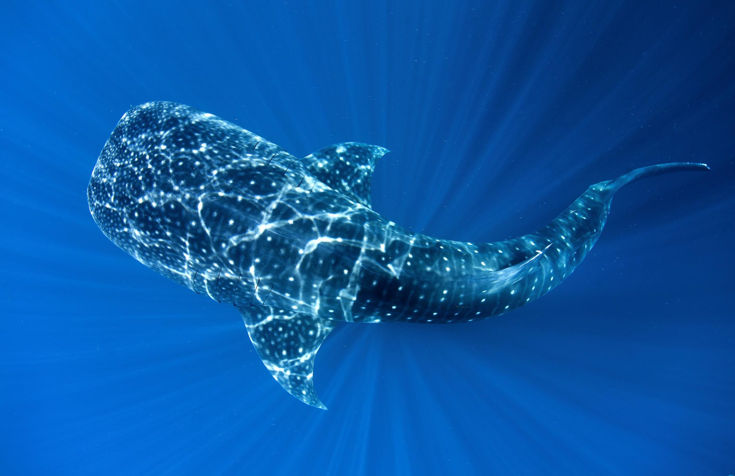 How we can protect the oceans