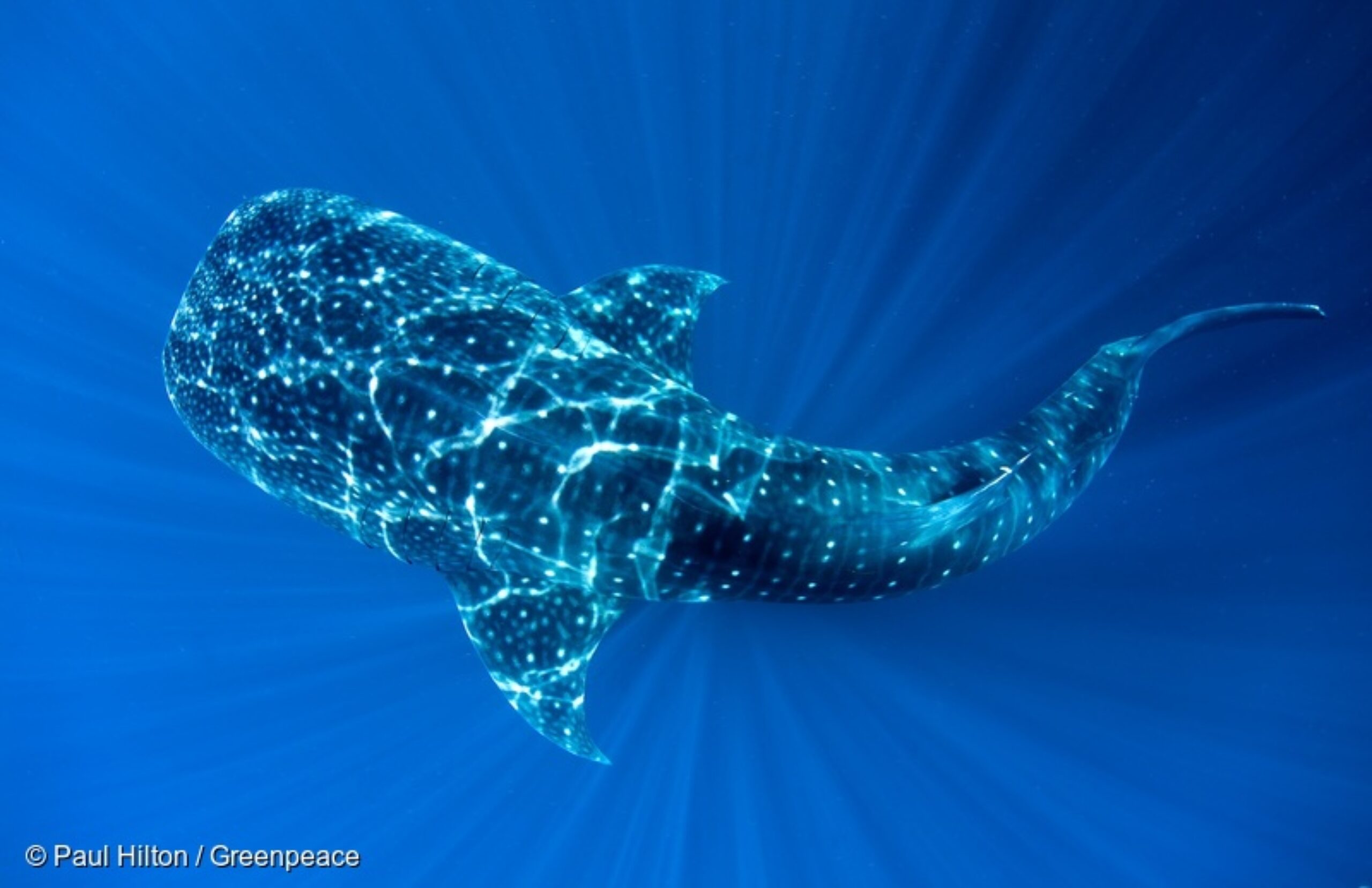 Global Ocean Protection: Opportunities in the new Parliament