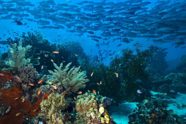 Coral reef and a school of fish