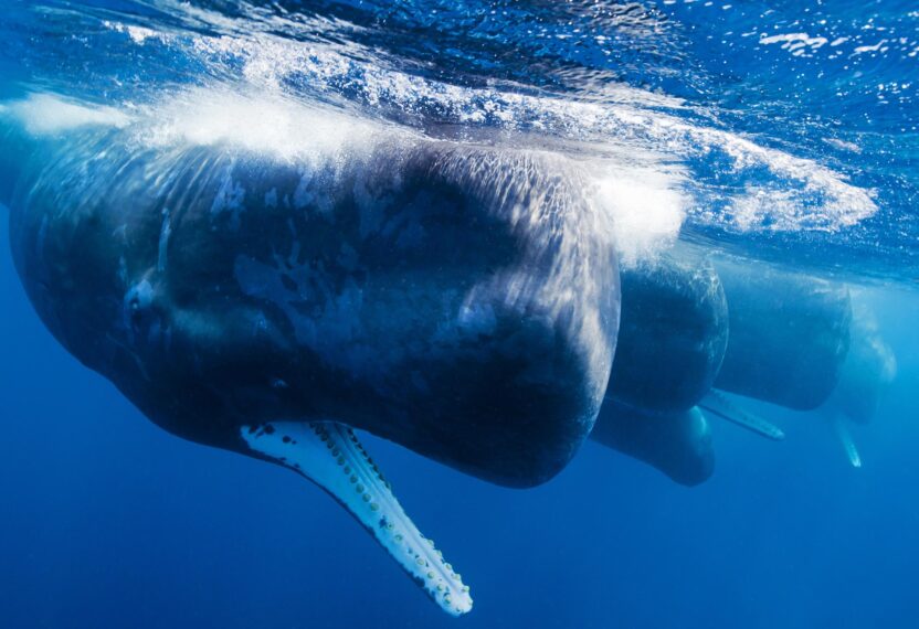 Sperm whales on the surface of the occean