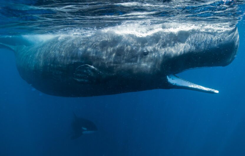 Greenpeace launches Arctic expedition to survey marine mammals in area targeted for deep sea mining