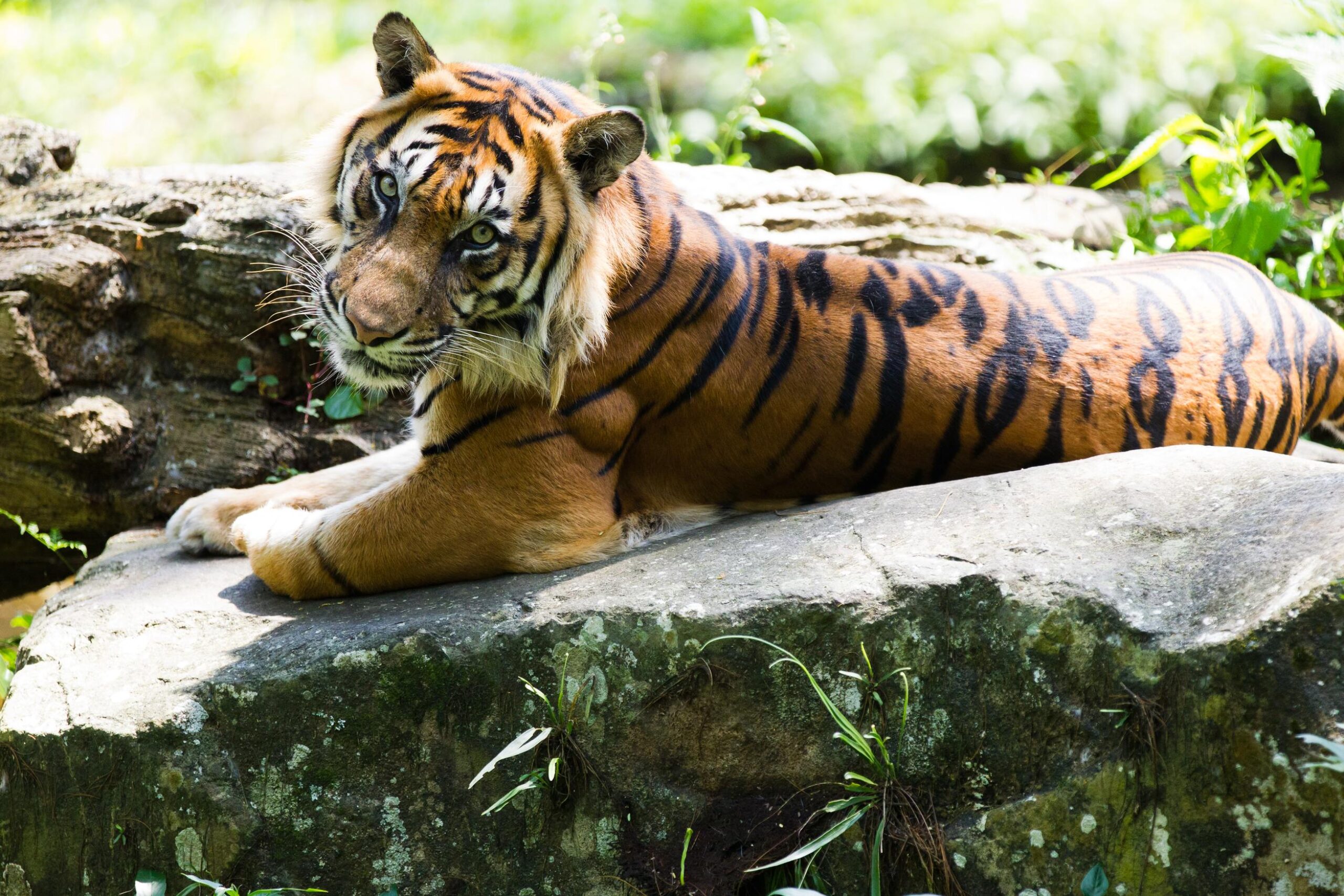 10 incredible tiger facts to share with friends