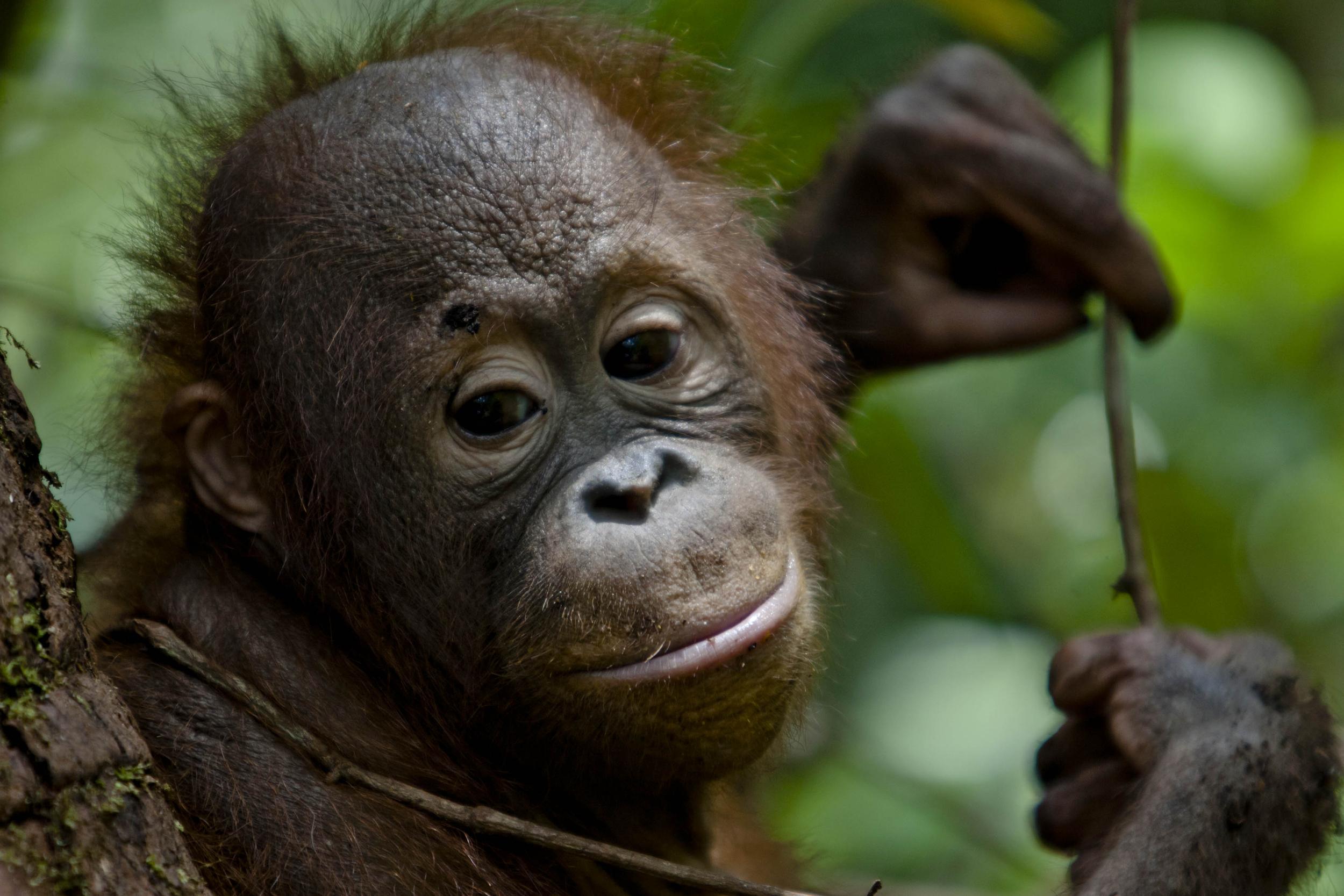 Palm oil: Oreo and Cadbury linked to destruction of orangutan habitat