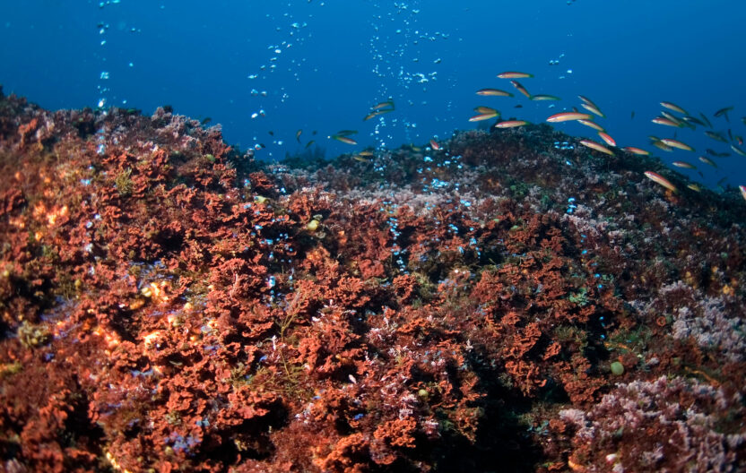 New Greenpeace report warns of ‘irreversible harm’ to ocean life from deep sea mining