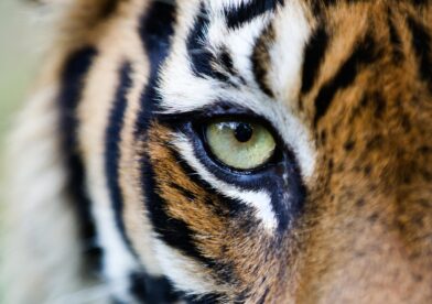 Close-up of a tiger's right eye