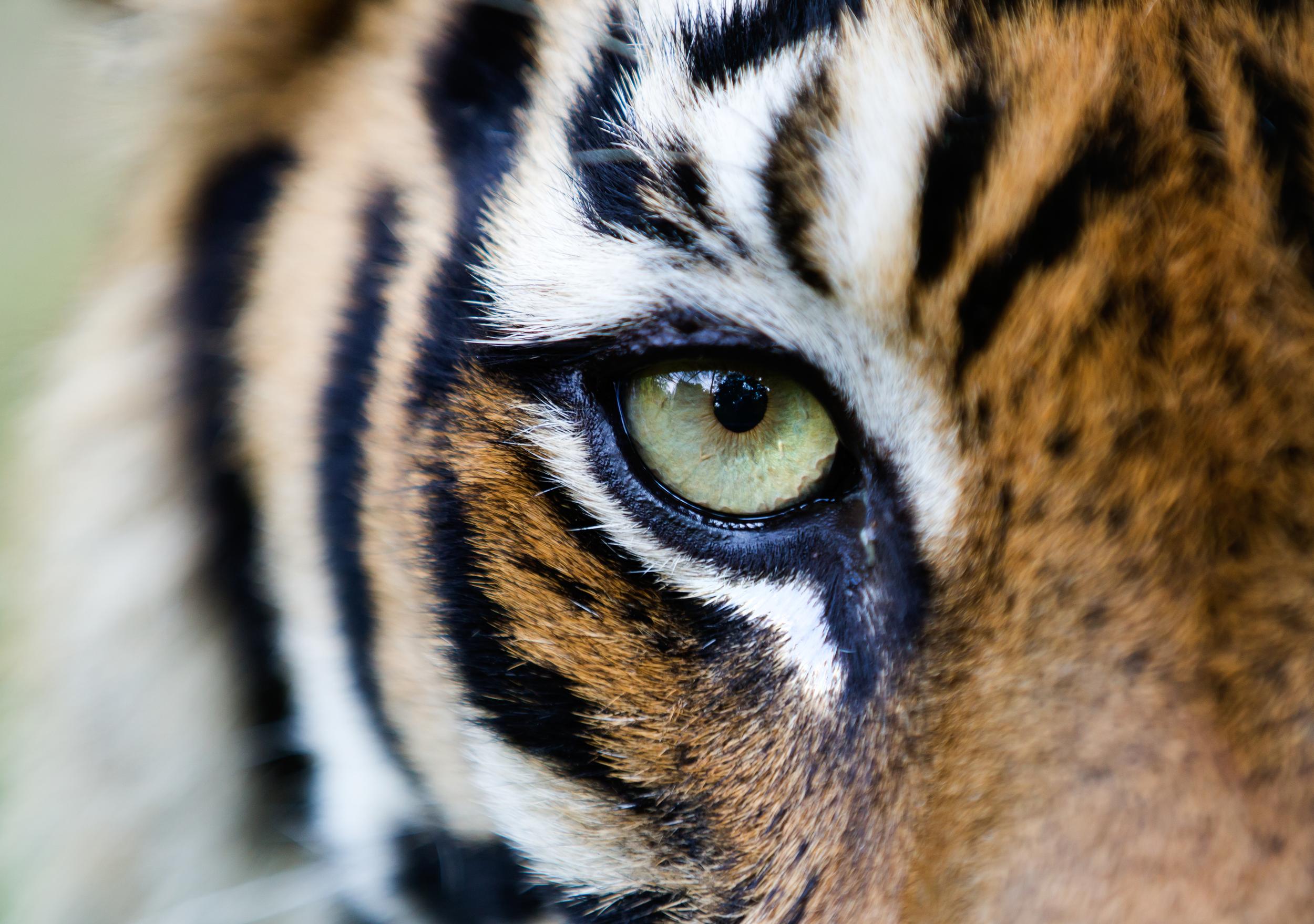Closeup of a tiger's eye