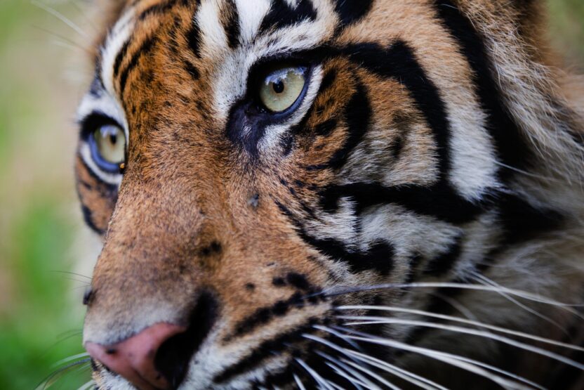 close up of tiger