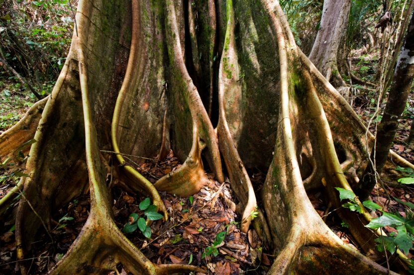 Tree roots plunge into the ground like tendons