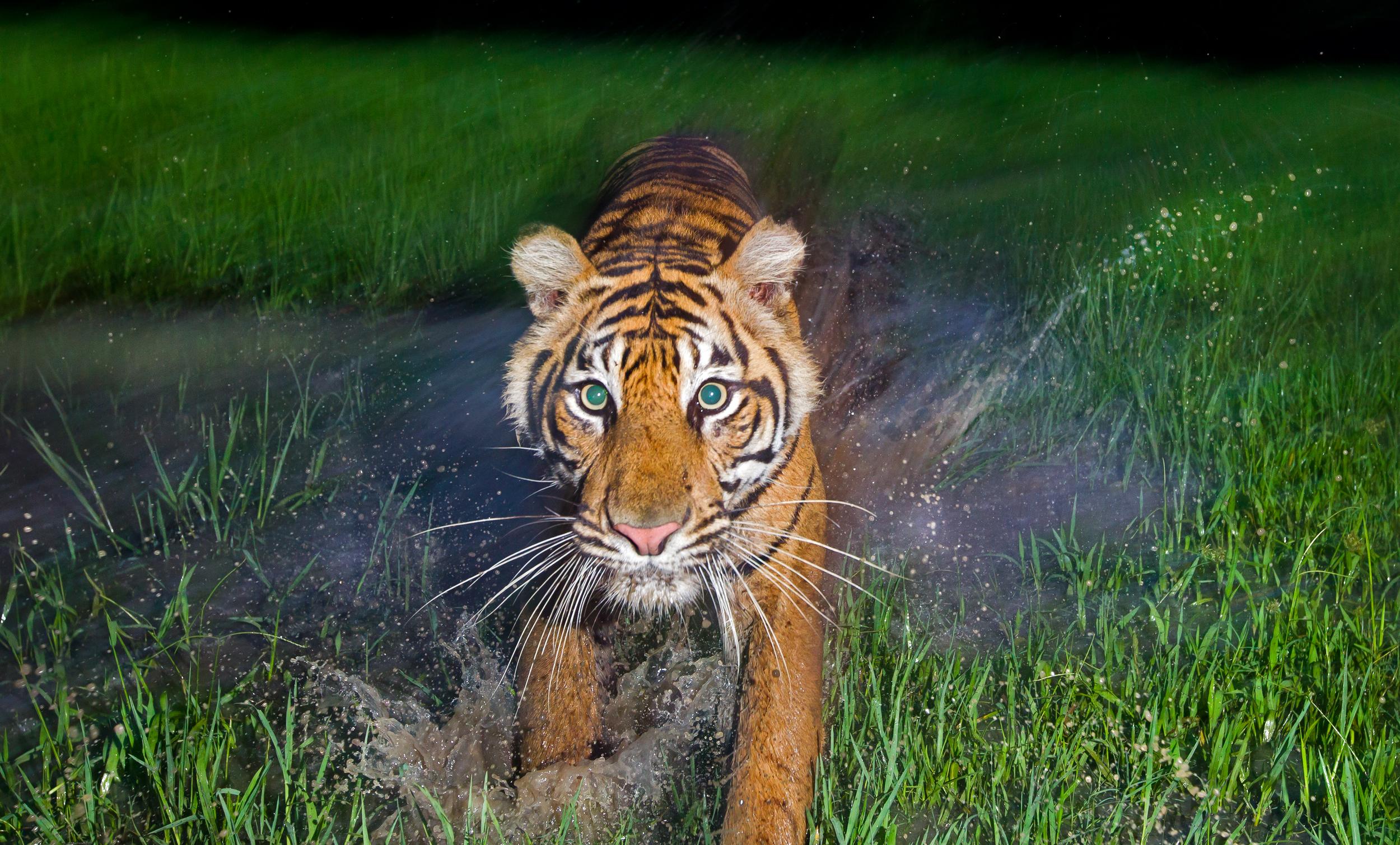 Bright, green eyed tiger in twilight