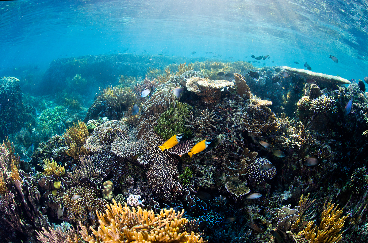 Brightly coloured fish swim among thriving corals in shallow sunlit waters