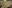 Chickens densely packed into an industrial barn