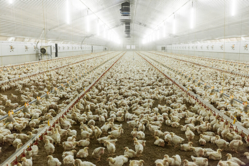 Thousands of chickens into a brightly lit industrial shed.