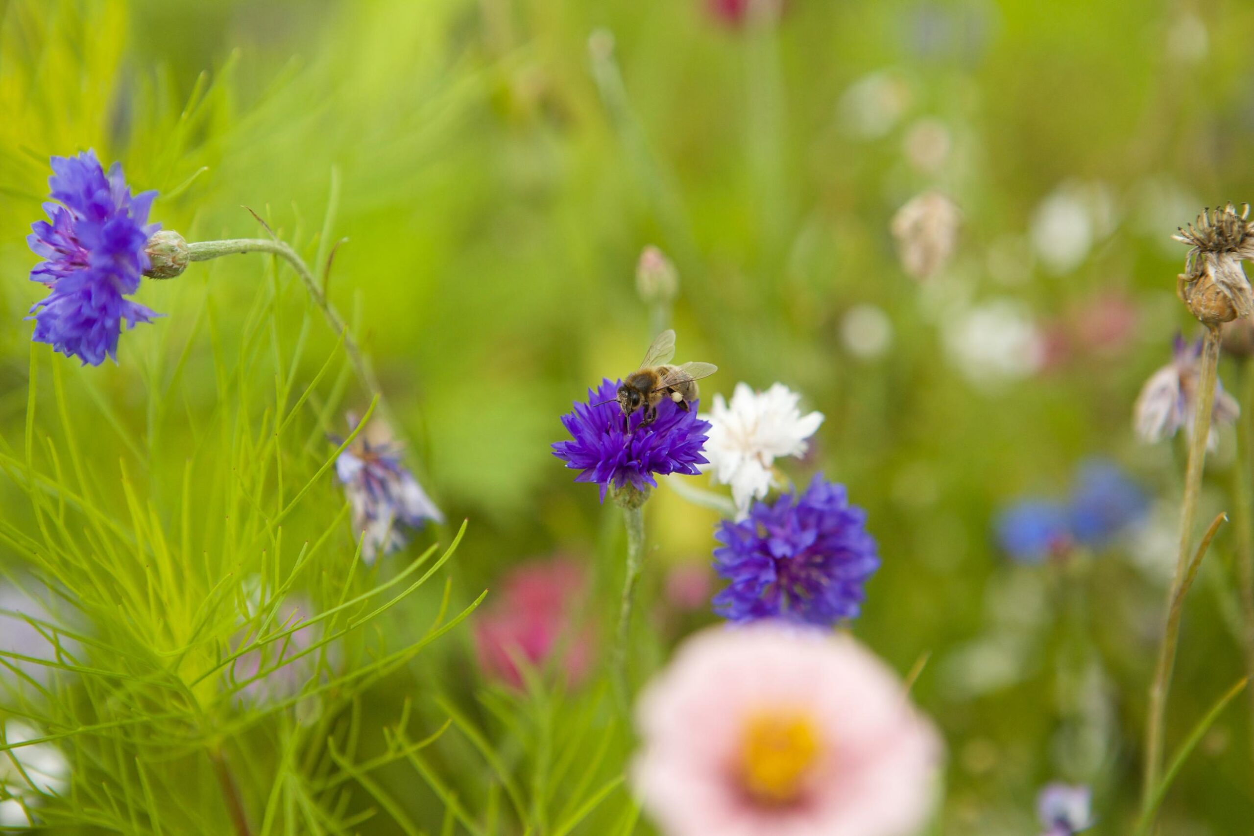 Bee on wildflowers