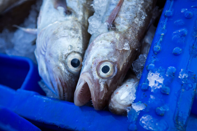 Uncovered: the Rich List “Codfathers” dominating the UK’s fishing industry