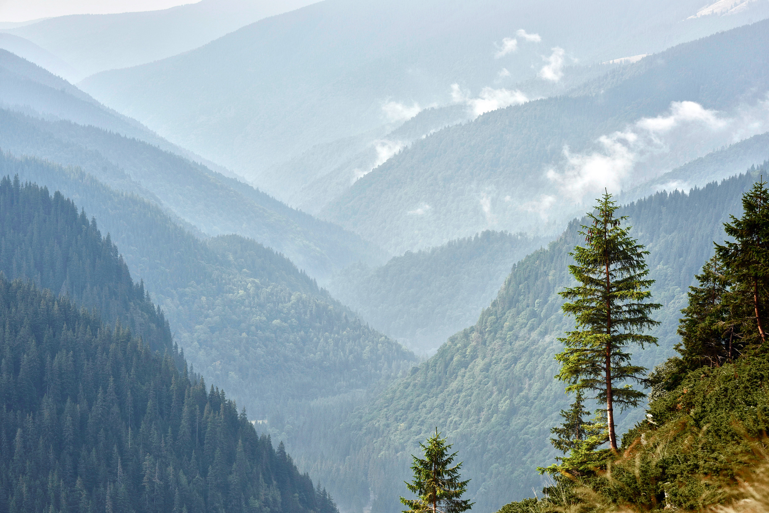 A tree perches above forested mountains and valleys