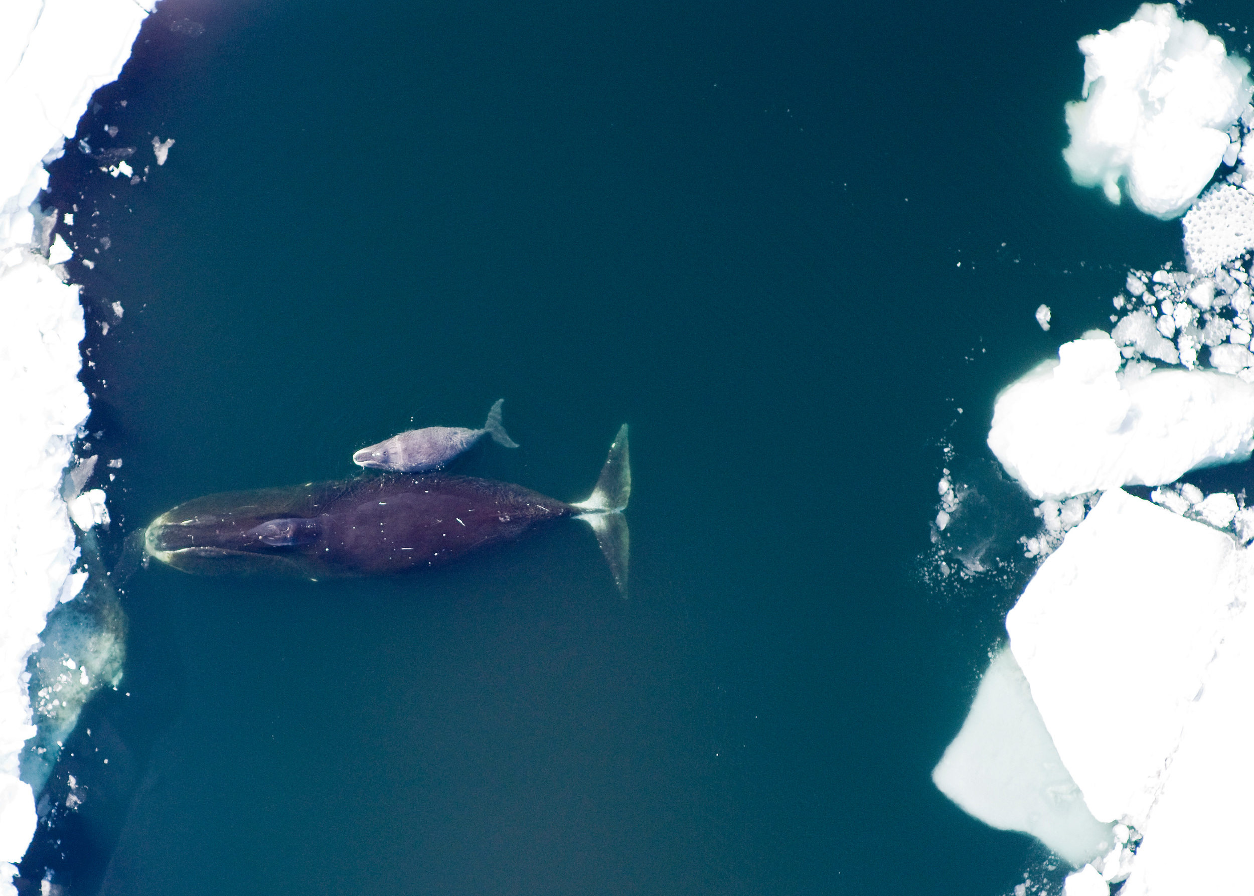 Bowhead whale and calf in the Arctic.