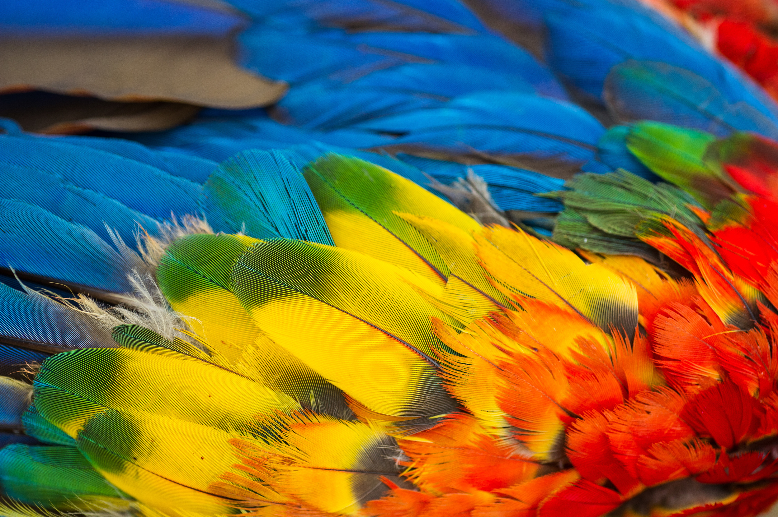 Bright blue, green, yellow, orange and red feathers