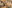 Close up of cattle in the Amazon