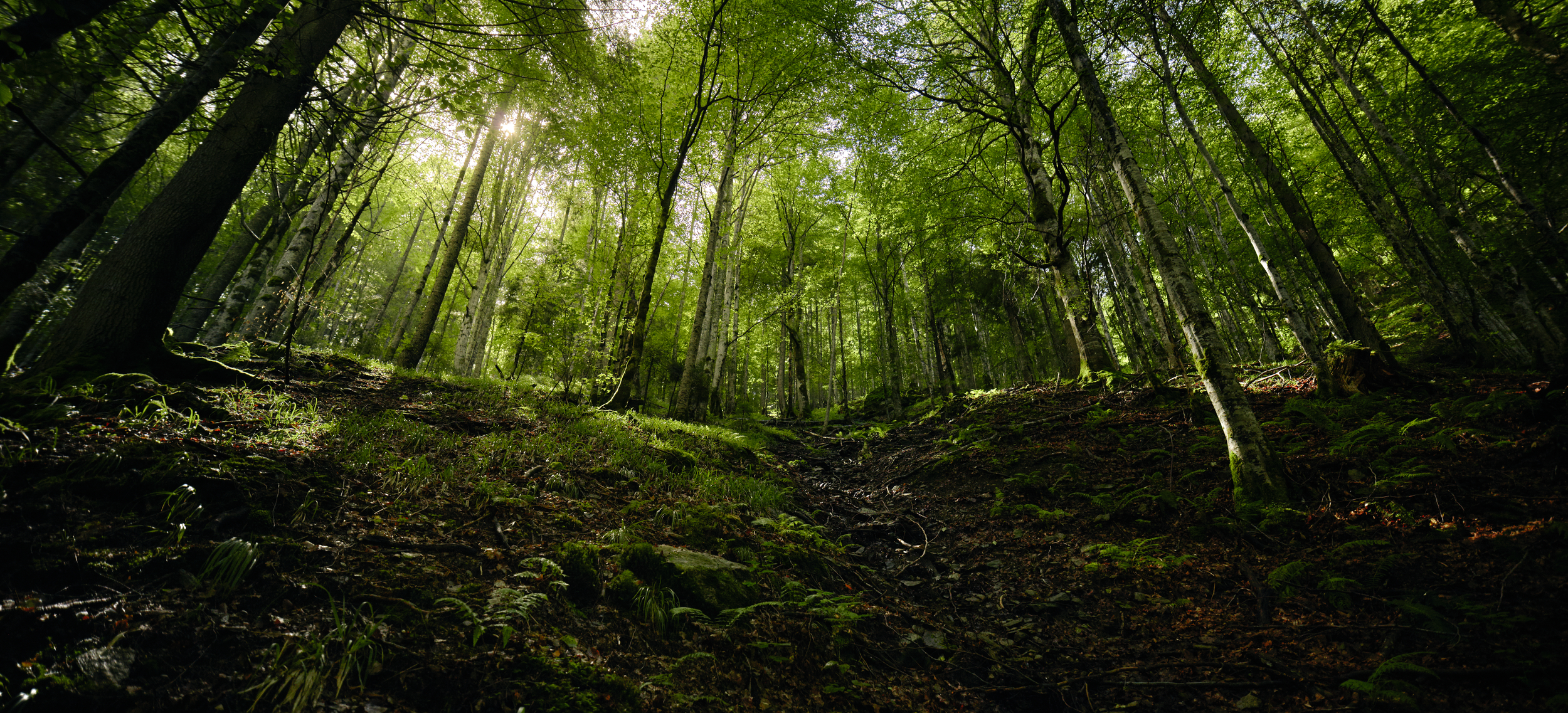 Wide-angle view of a lush temperate forest in full leaf. Sunlight filters through the dense canopy and plays on the dark forest floor.