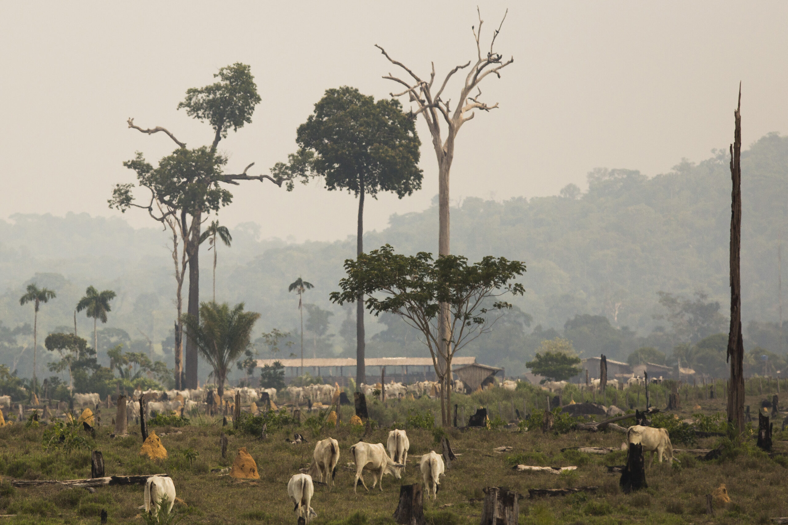 JBS extends immunity to forest criminals to feed its supply chain until at least 2035 in surreal ‘global commitment’ 