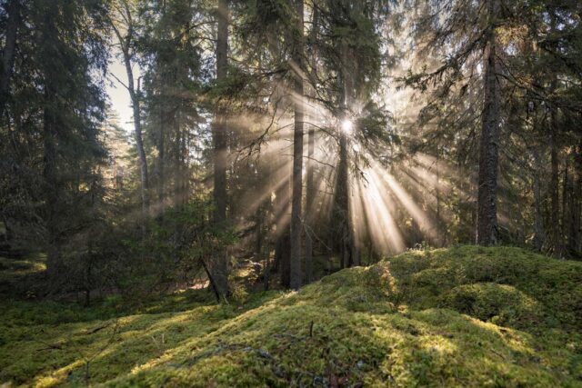 Sunlight spills through a gap in the trees in a lush pine forest.