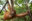 Baby orangutan swings between branches in a forest