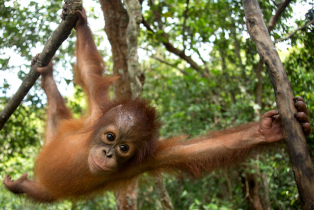 Baby orangutan swings between branches in a forest