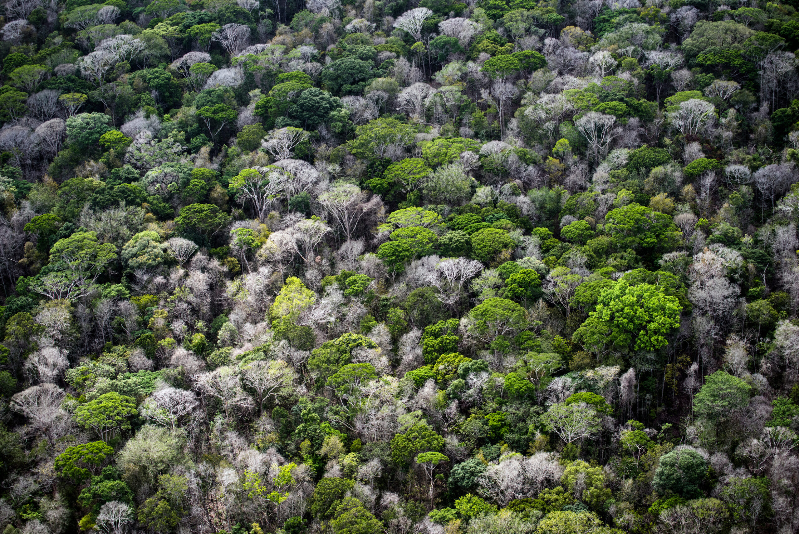 New Amazon law “would be like plunging a dagger into the lungs of the world,” says Greenpeace