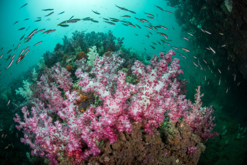 coral reef underwater