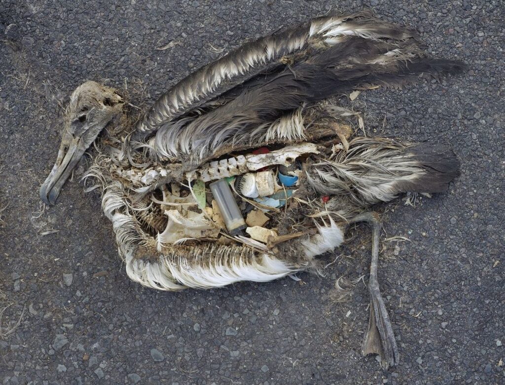A dead albatross chick lies on tarmac. One side of its body has decayed, revealing an array of plastic detritus in its stomach including bottle caps and lighters.