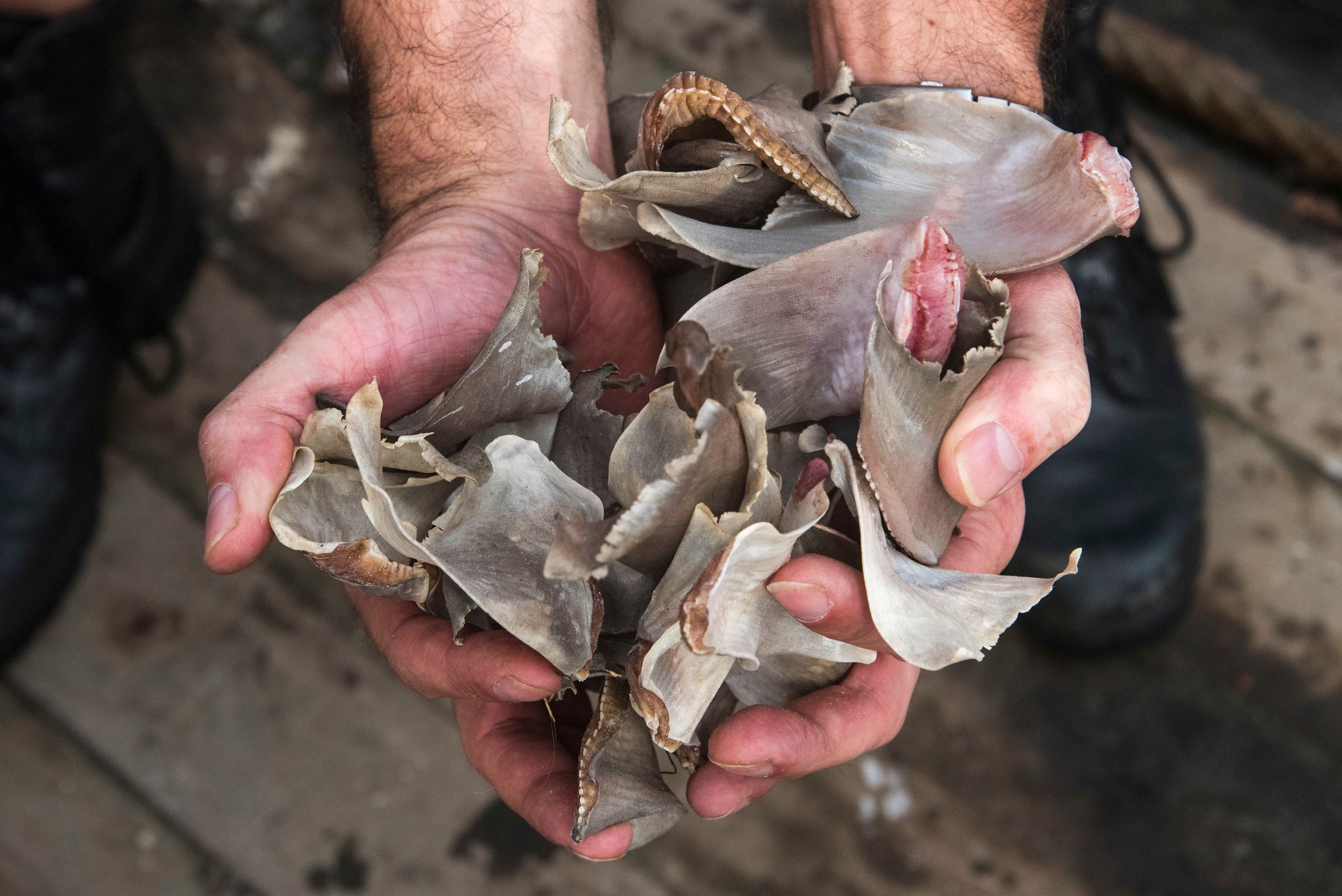 REVEALED – Tonnes of shark fins exported from Britain every year