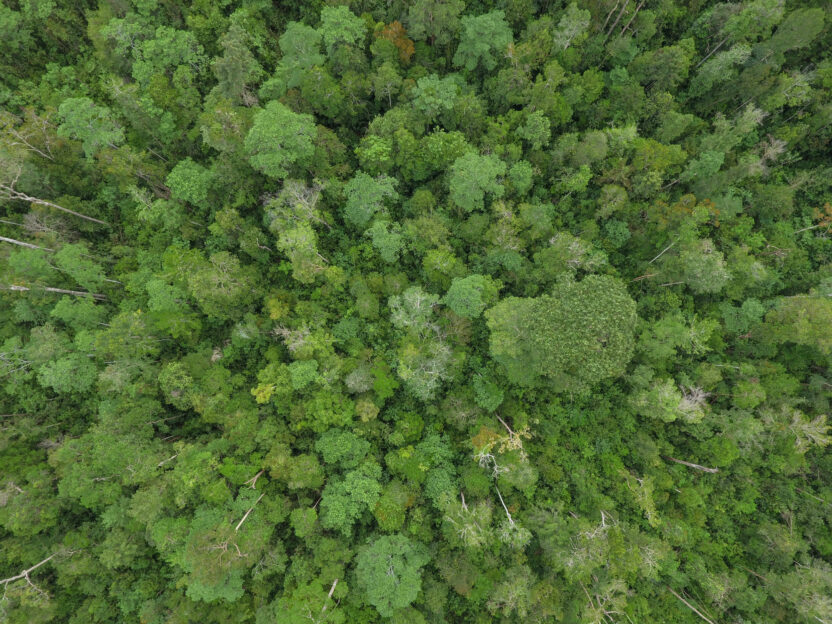 Breakthrough moment to end deforestation for palm oil