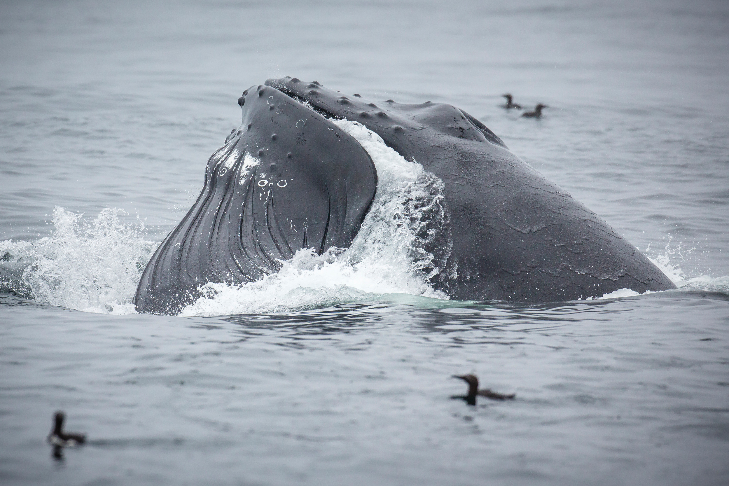 Humpback and Minke whales spotted feeding off the south coast of Bear Island.
