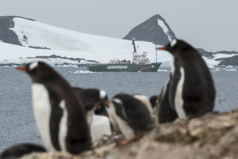 Scientists discover new penguin colonies that reveal impacts of the climate crisis in the Antarctic