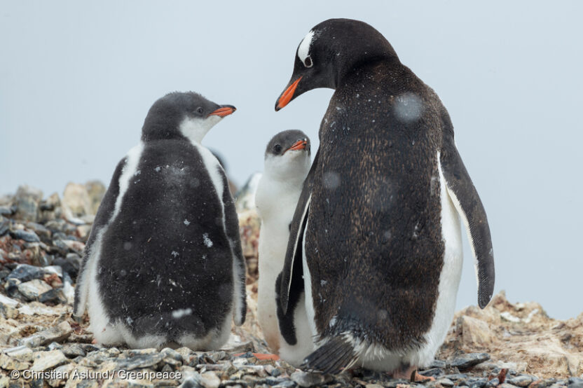 Governments have failed to protect the Antarctic – but this isn’t over