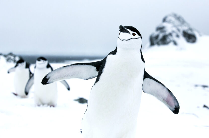 penguin flapping its wings