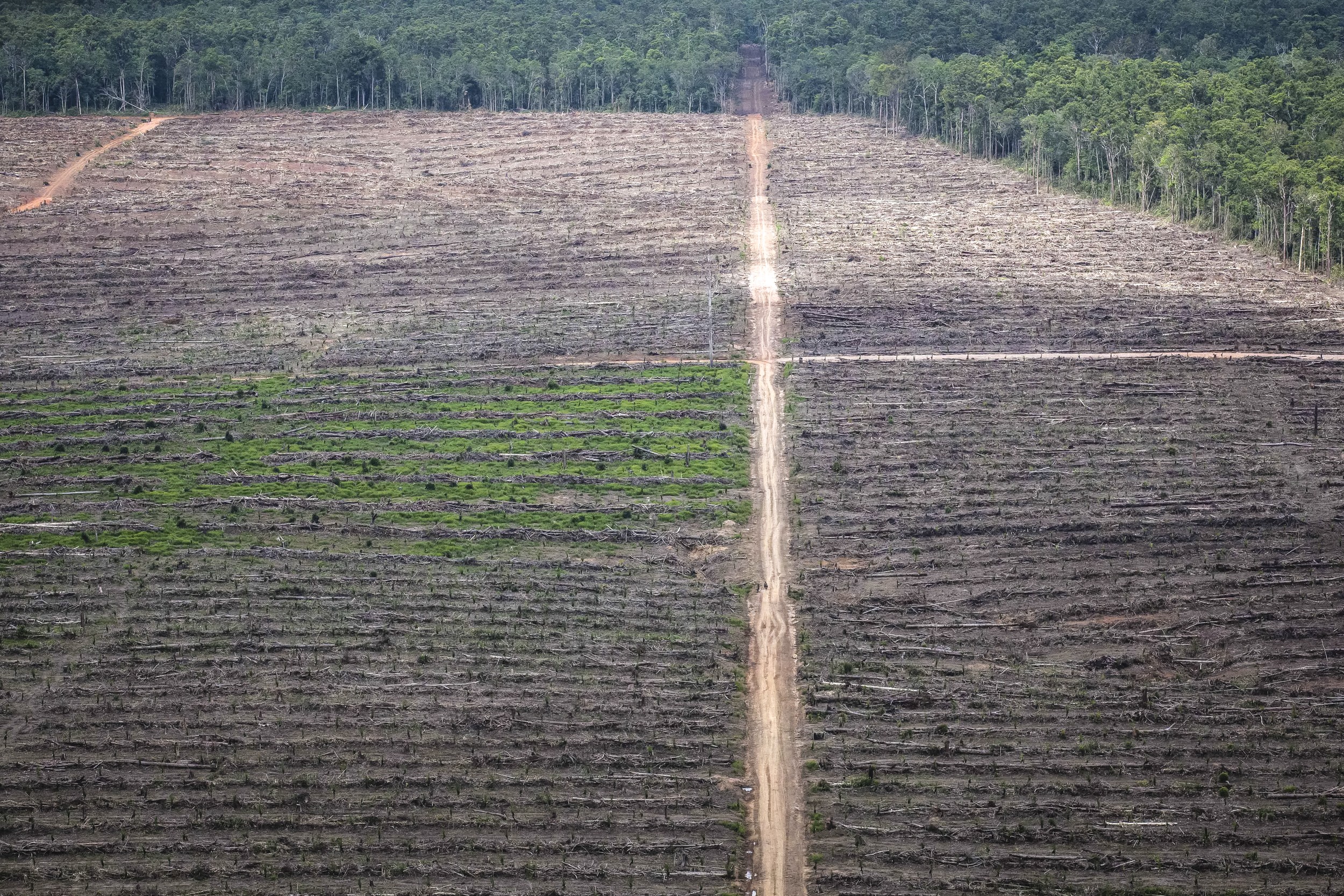 Breakthrough as world’s largest palm oil trader gives forest destroyers nowhere to hide