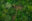 Aerial view of a lush rainforest canopy. One large tree has fallen, leaving a horizontal tree-shaped hole in the canopy.