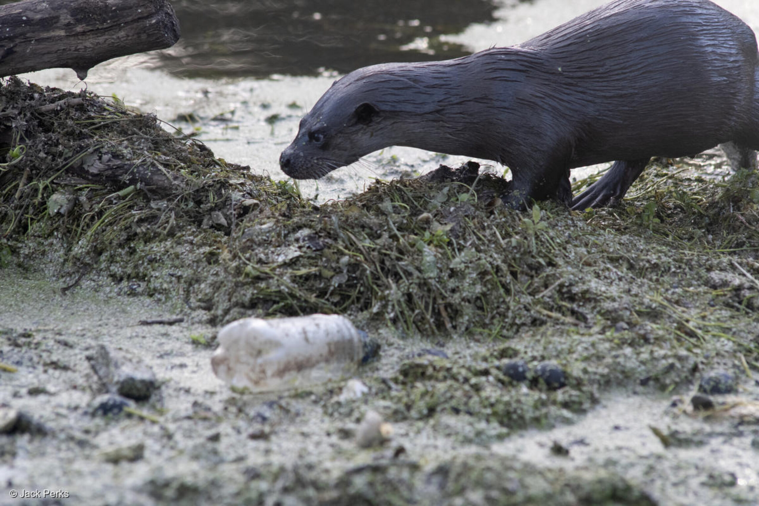 Environment Bill loophole leaves nature targets in 18-year lag