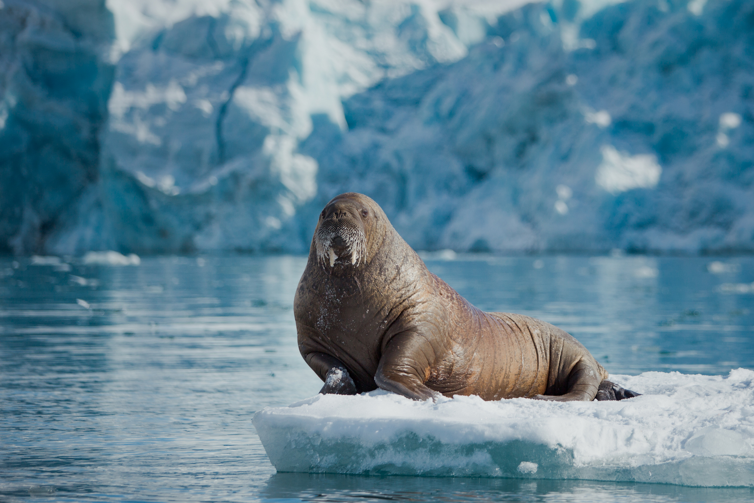 Greenpeace report highlights severe threats to Earth’s largest carbon sink – the ocean