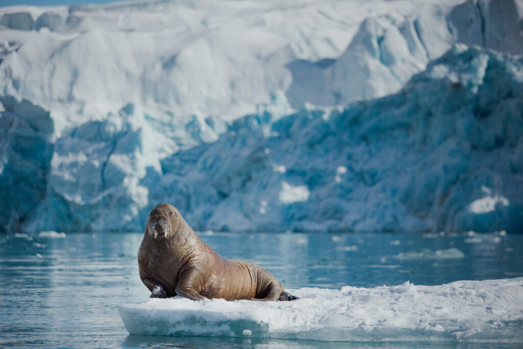 A walrus sitting on ice in the Arctic