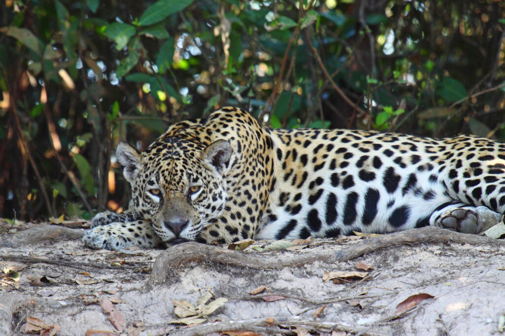 A jaguar lies on a branch in a lush forest, looking directly into the camera.