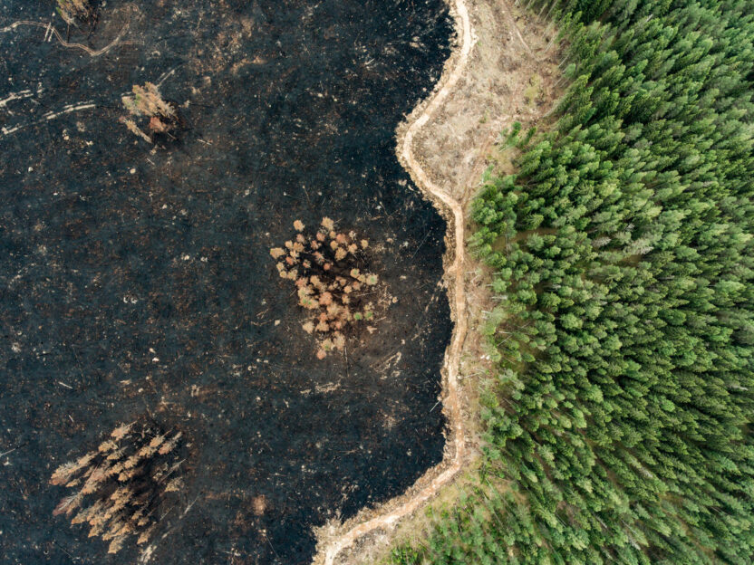 Aerial view of a forest. One side is blackened and bare, the other is still lush and green.