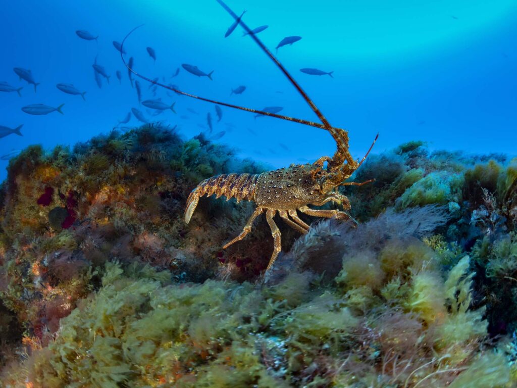 A Tristan Rock Lobster (Jasus tristani) scuttles away from the diver while yellowtail amberjacks circle in the background.