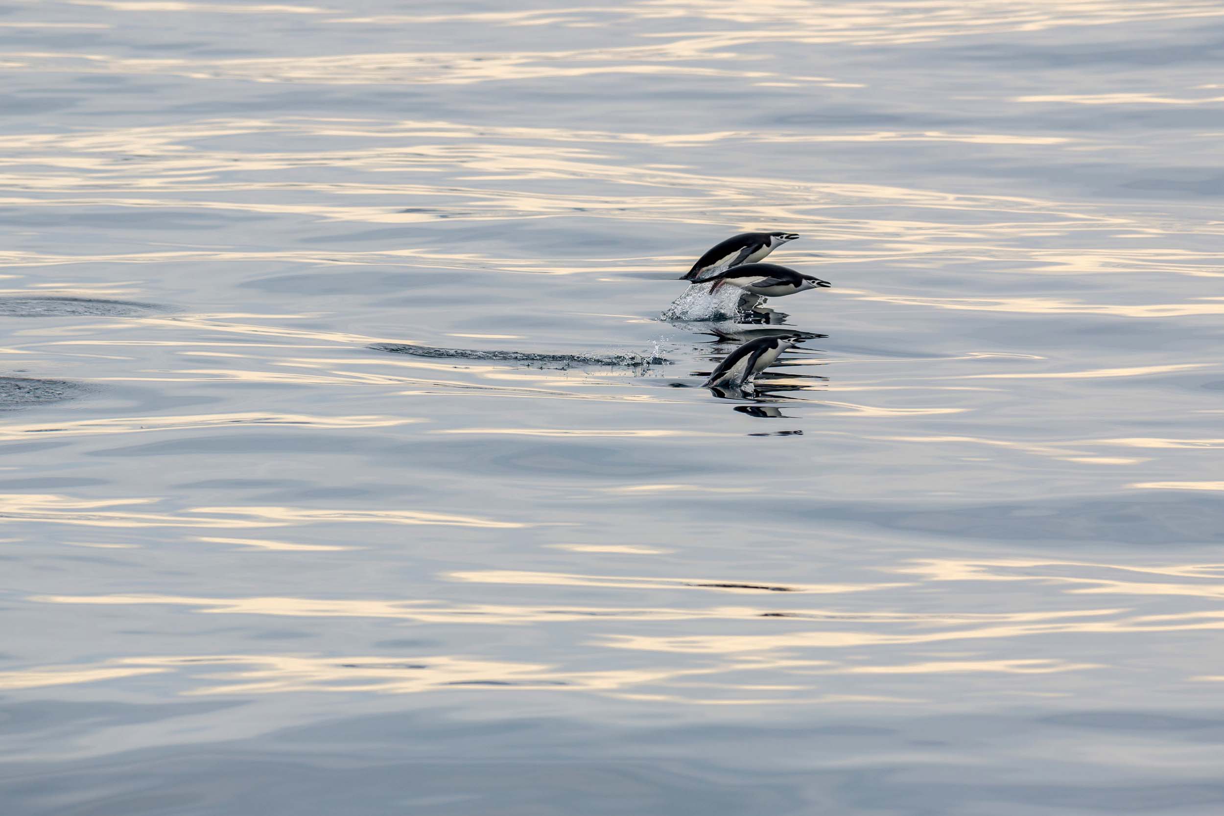 Two penguins jumping out of the water to help them move more quickly - a technique known as porpoising