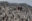 Two people walking through a busy penguin colony