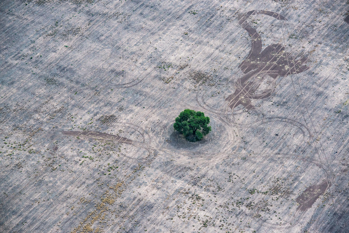 In this aerial photo, a single green tree sits in a huge area of bare grey earth, marked with tire tracks