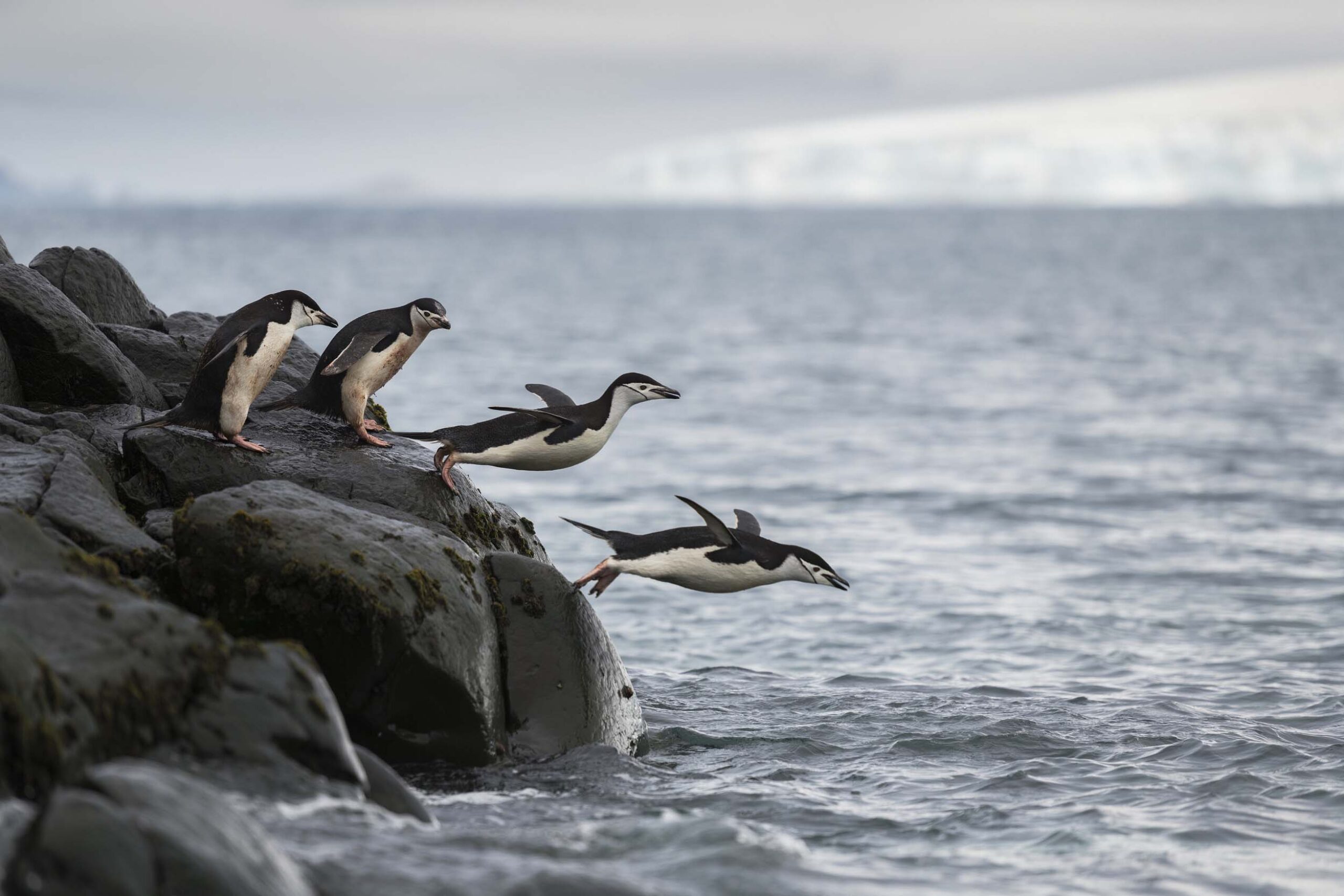 Penguin facts – 9 fascinating things you might not know