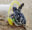 Baby green sea turtle in a plastic cup on the beach