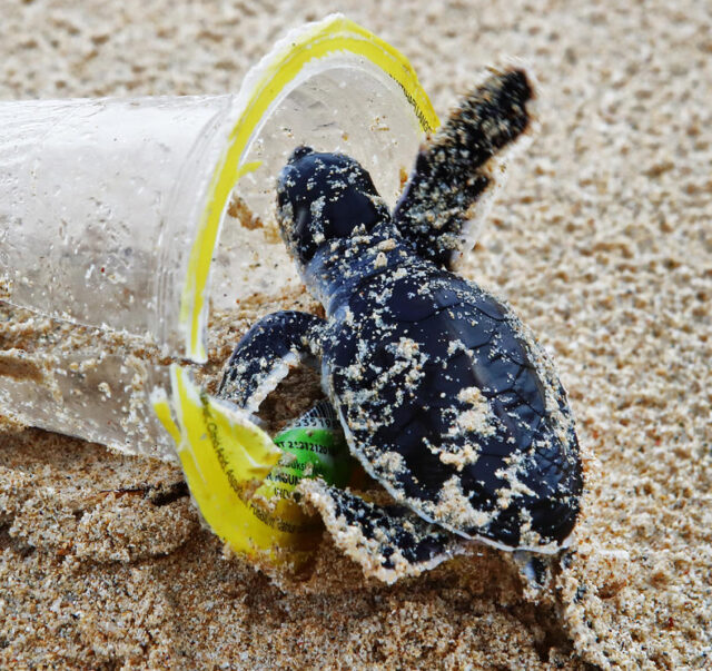 Baby green sea turtle in a plastic cup on the beach